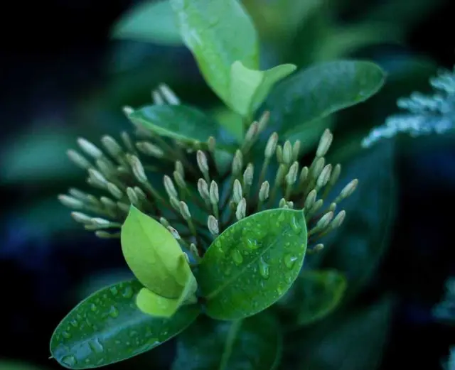 /images/img (11).webp